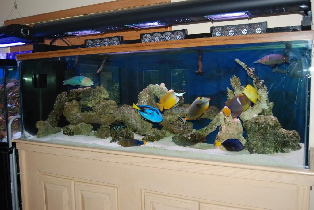Build your own fish and learn about marine life and the ocean. Protein Skimmers, Aquarium Pumps, Aquarium Lighting, Aquarium Chillers, UV Great Service · Deep Blue · New Products · Customer Satisfaction.